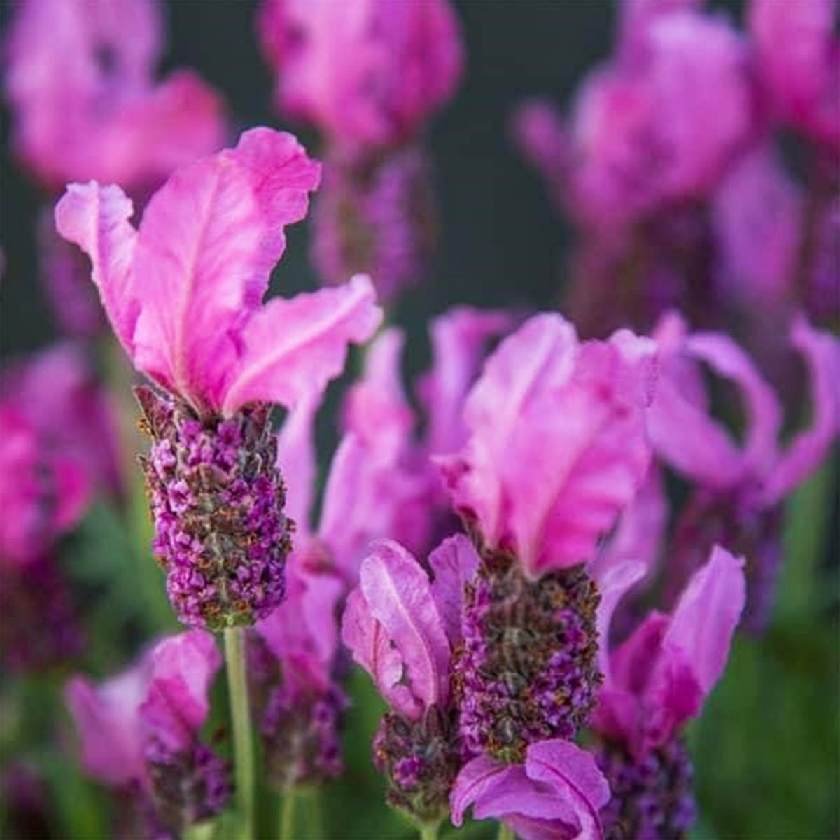 Lavandula Stoechas ‘LaDiva Papillon Rose’ (Papillon Rose Spanish Lavender)