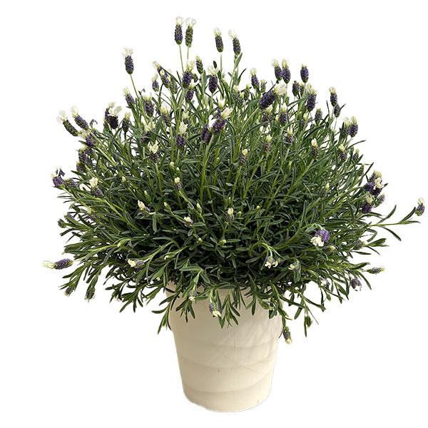 Lavandula Stoechas ‘Laveanna White’ (Laveanna White Lavender)