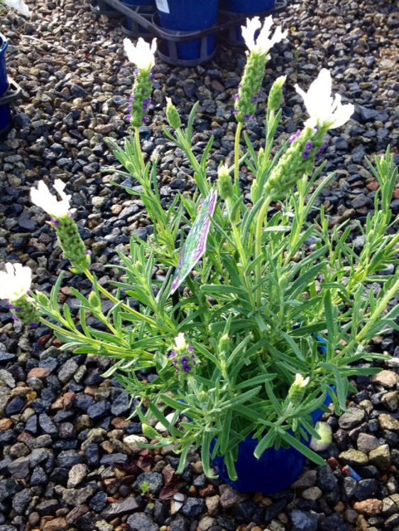 Lavandula Stoechas ‘Laveanna White’ (Laveanna White Lavender)