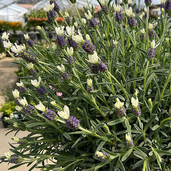 Lavandula Stoechas ‘Laveanna White’ (Laveanna White Lavender)