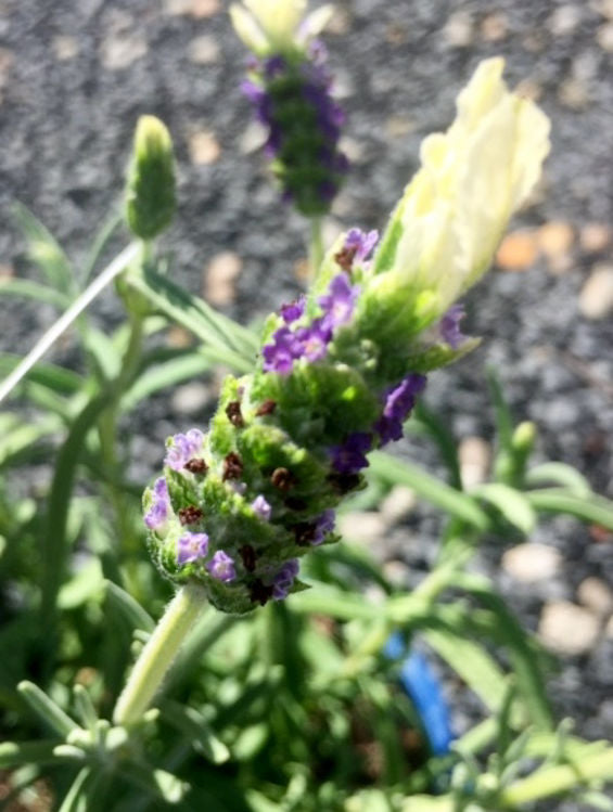 Lavandula Stoechas ‘Laveanna White’ (Laveanna White Lavender)