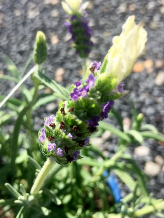 Lavandula Stoechas ‘Laveanna White’ (Laveanna White Lavender)