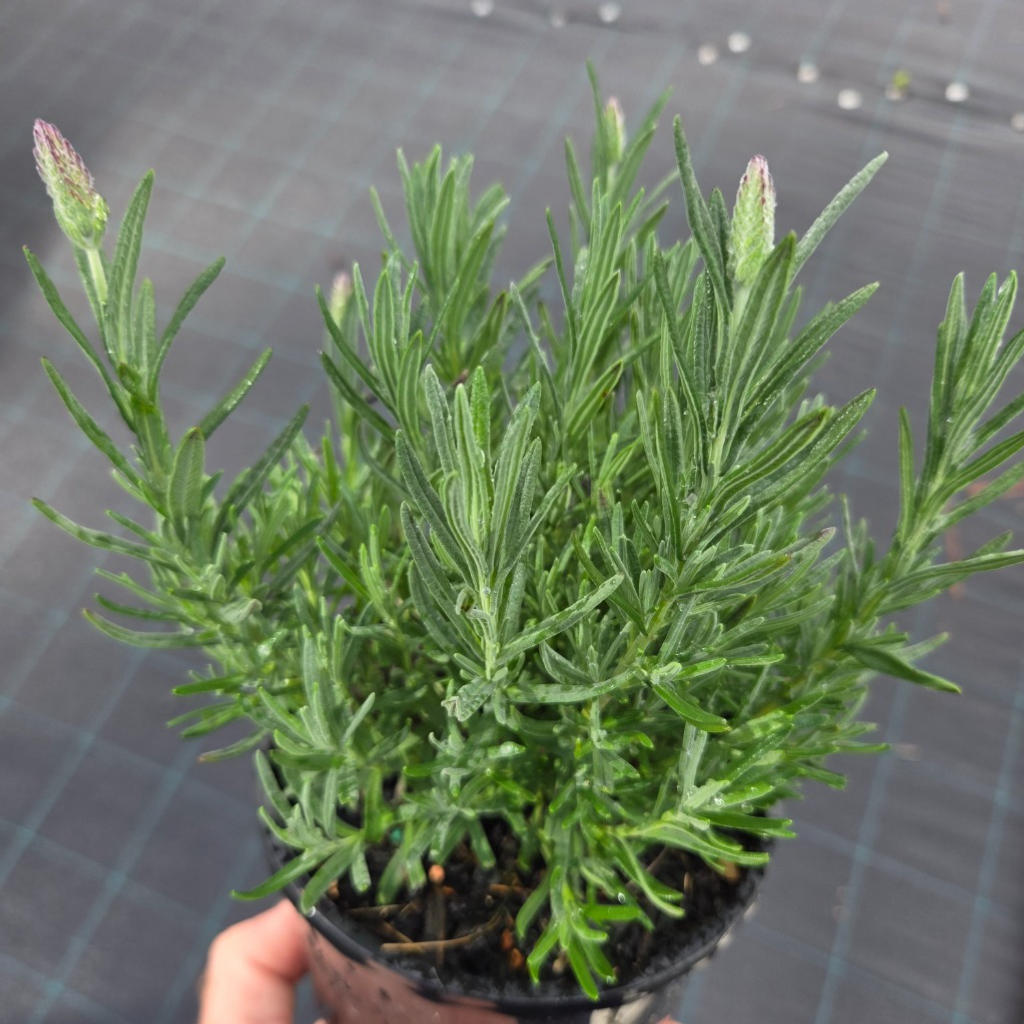 Lavandula Angustifolia (Berry Beautiful Purple Lavender)