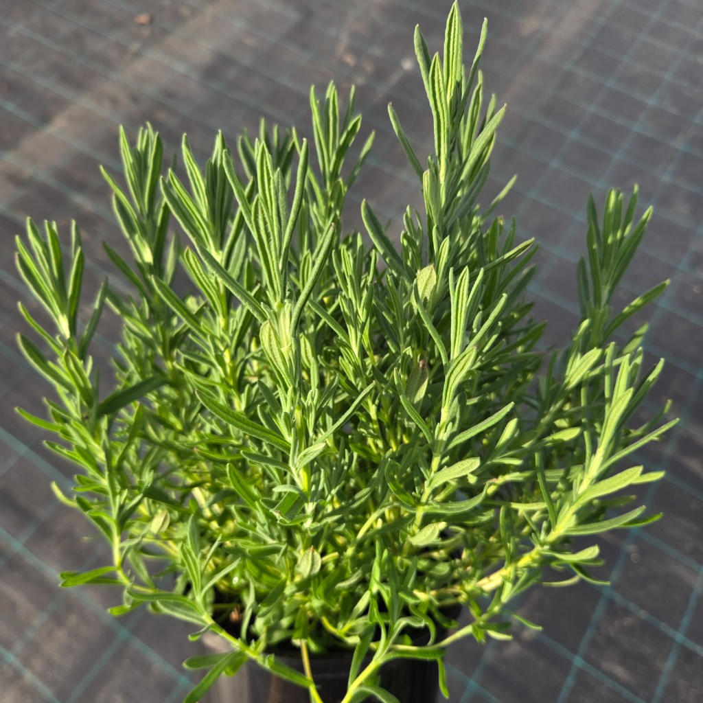 Lavandula Angustifolia ‘Loveheart’ (Pink Mauve Lavender)