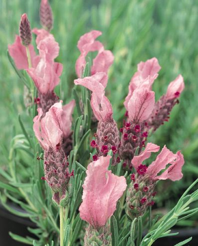 Lavandula spp. (Lavender - Bee Pretty)
