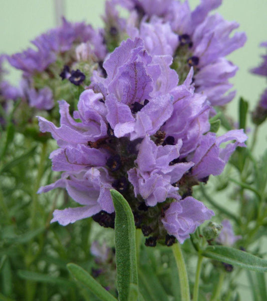 Lavandula 'Lavish™ Double Purple' (Lavender)