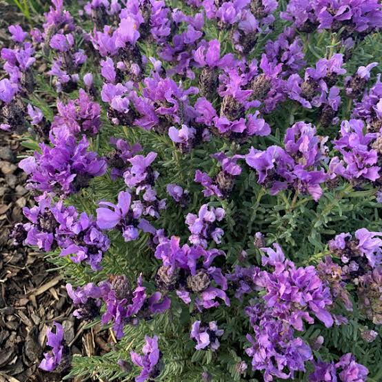 Lavandula 'Lavish™ Double Purple' (Lavender)