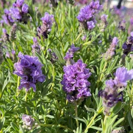 Lavandula 'Lavish™ Double Purple' (Lavender)