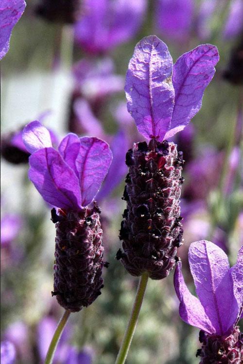 Lavandula Pedunculata ‘LaDiva Big Night’ (La Diva Big Night Lavender)