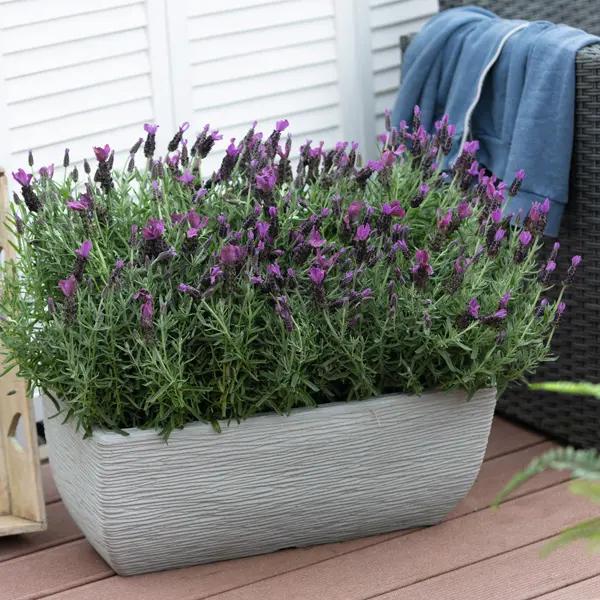 Lavandula Pedunculata ‘LaDiva Big Night’ (La Diva Big Night Lavender)