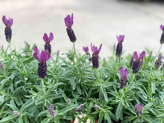 Lavandula Pedunculata ‘LaDiva Big Night’ (La Diva Big Night Lavender)