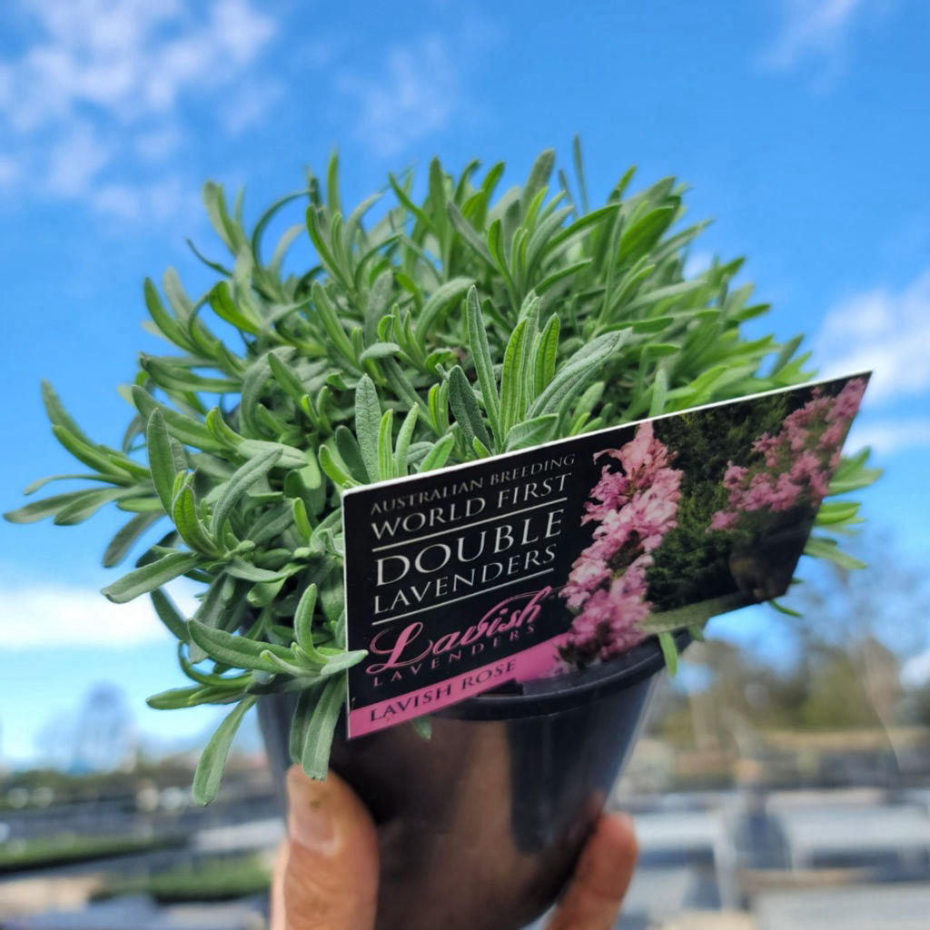 Lavandula × Pedunculata ‘Sensation Lavish Double Rose’ (Lavish Double Rose Lavender)
