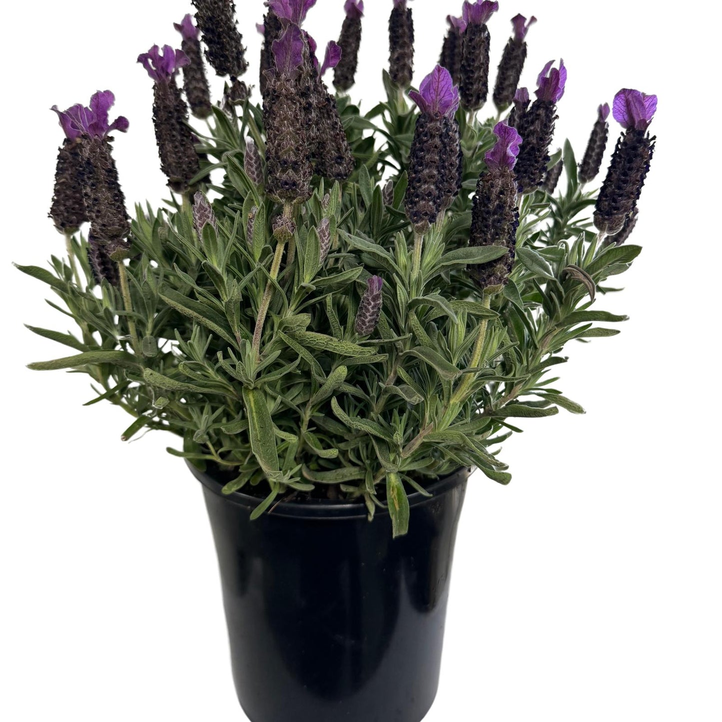 Lavandula pedunculata ‘La Diva Purple’ (French Lavender)