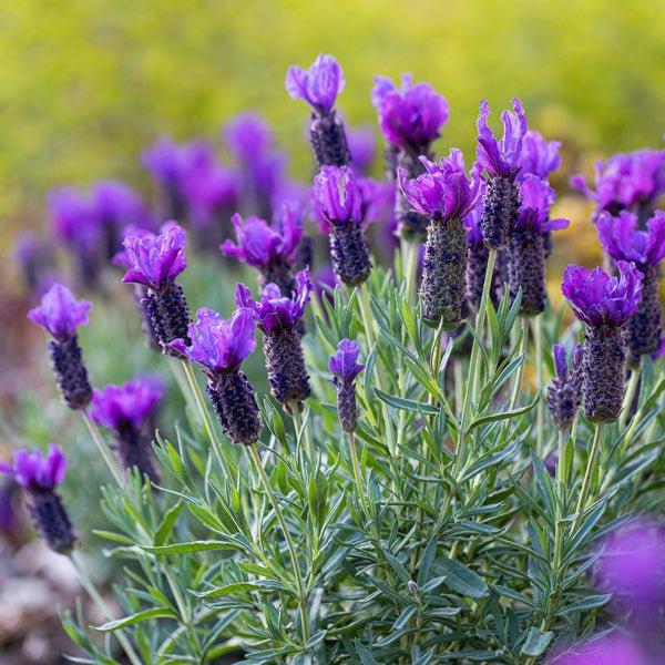 Lavandula pedunculata ‘La Diva Purple’ (French Lavender)