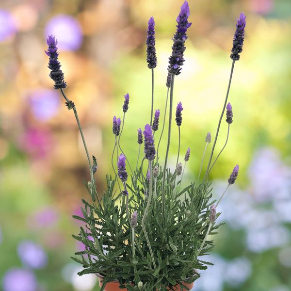 Lavandula pedunculata ‘La Diva Purple’ (French Lavender)