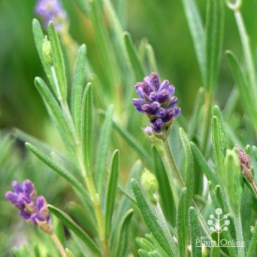 Lavandula pedunculata ‘La Diva Purple’ (French Lavender)