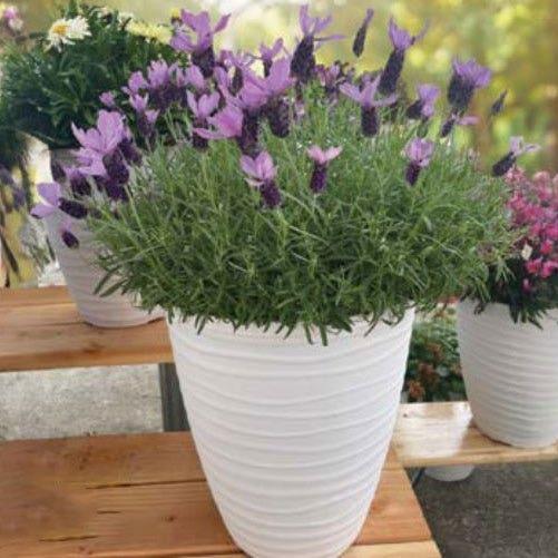 Lavandula pedunculata ‘La Diva Purple’ (French Lavender)
