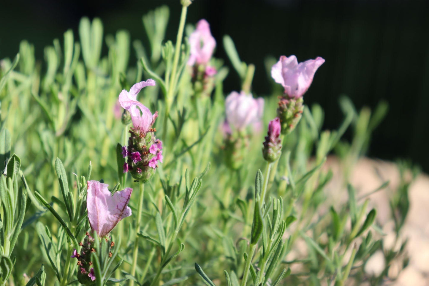 Lavandula pedunculata ‘La Diva Rose’ (French Lavender)