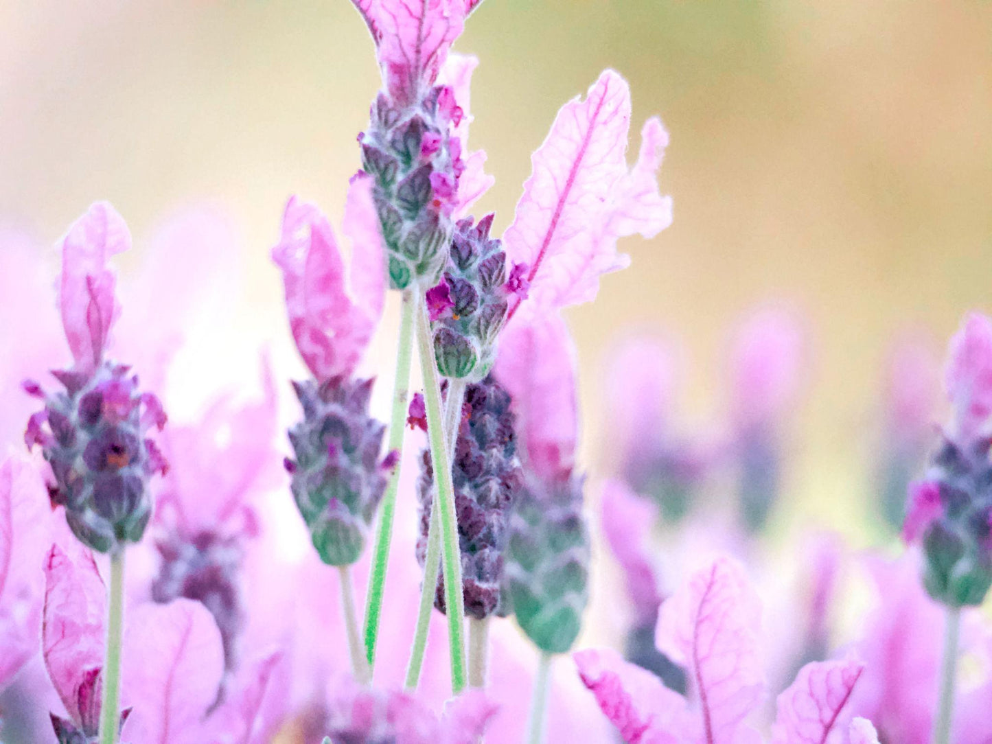Lavandula pedunculata ‘La Diva Rose’ (French Lavender)