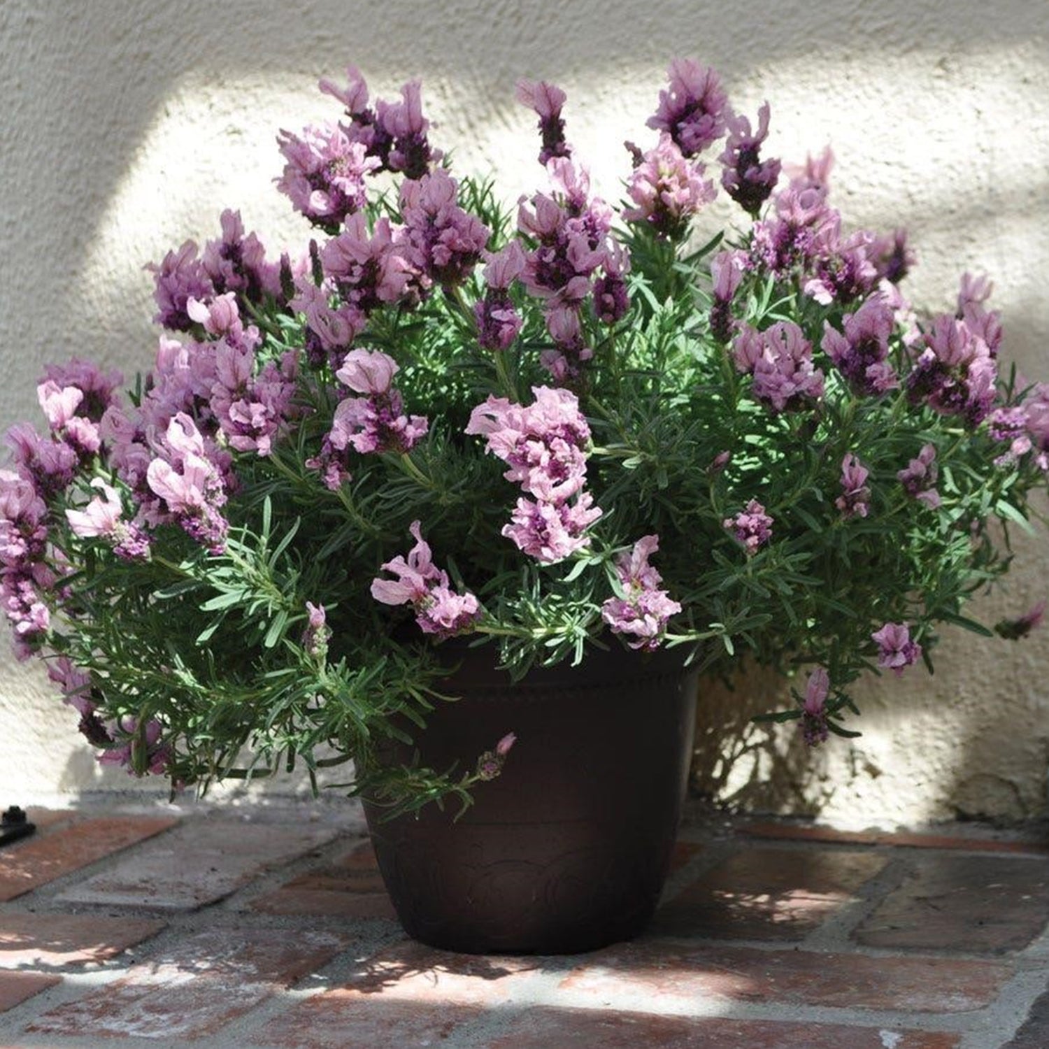 Lavandula ‘Lavish™ Double Musk’ (Double Musk Lavender)