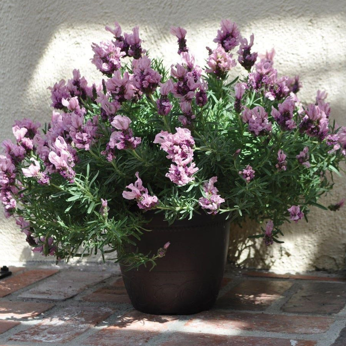 Lavandula ‘Lavish™ Double Musk’ (Double Musk Lavender)