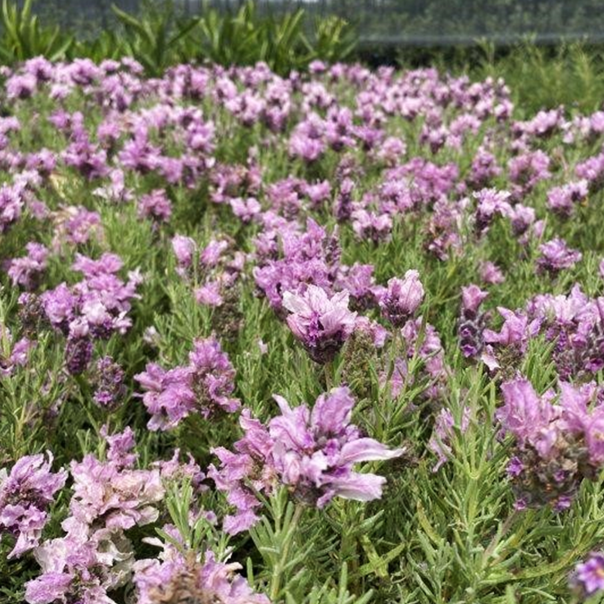 Lavandula ‘Lavish™ Double Musk’ (Double Musk Lavender)