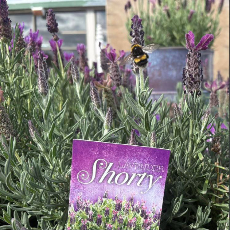 Lavandula × Intermedia 'Shorty' (Shorty Lavender)