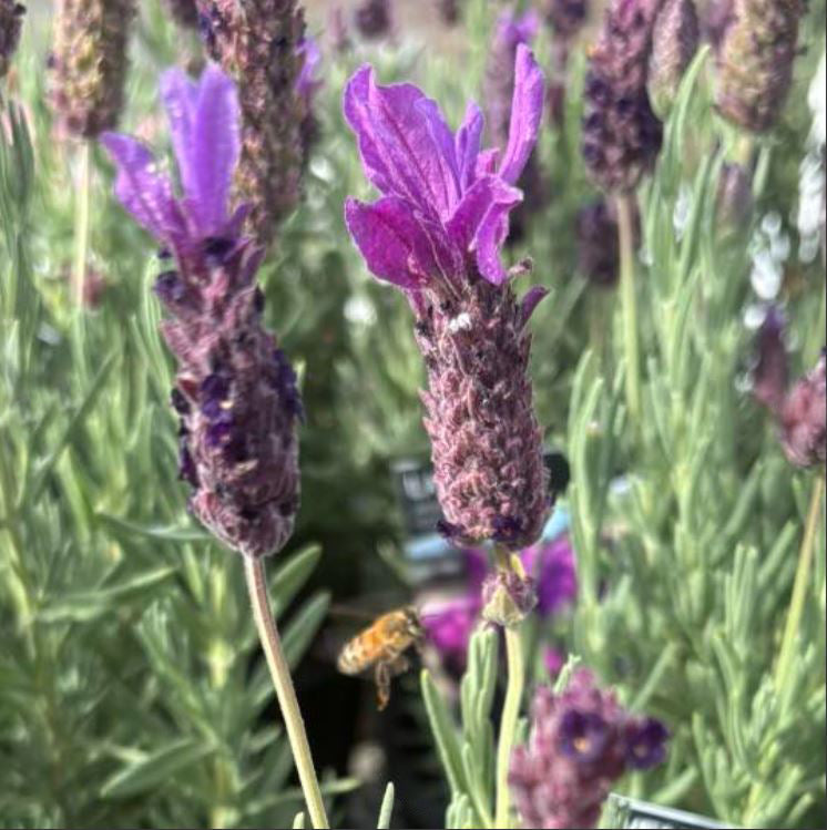 Lavandula × Intermedia 'Shorty' (Shorty Lavender)
