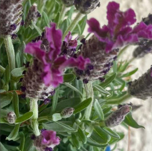 Lavandula × Intermedia 'Shorty' (Shorty Lavender)