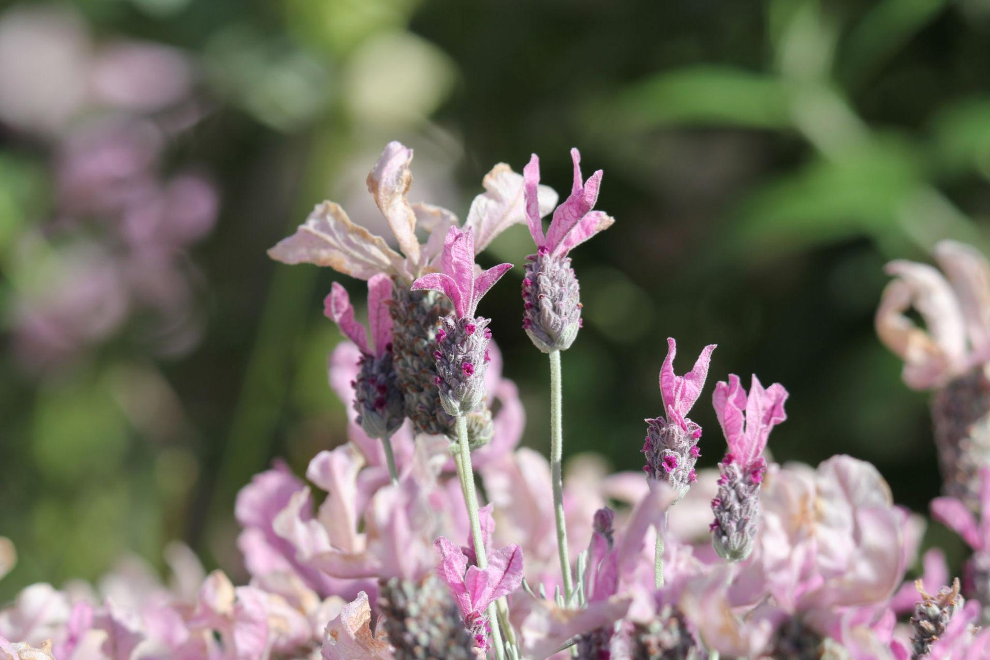 lavish lavender rose plant Lavender Lavish Rose – Pink Flowering Lavender