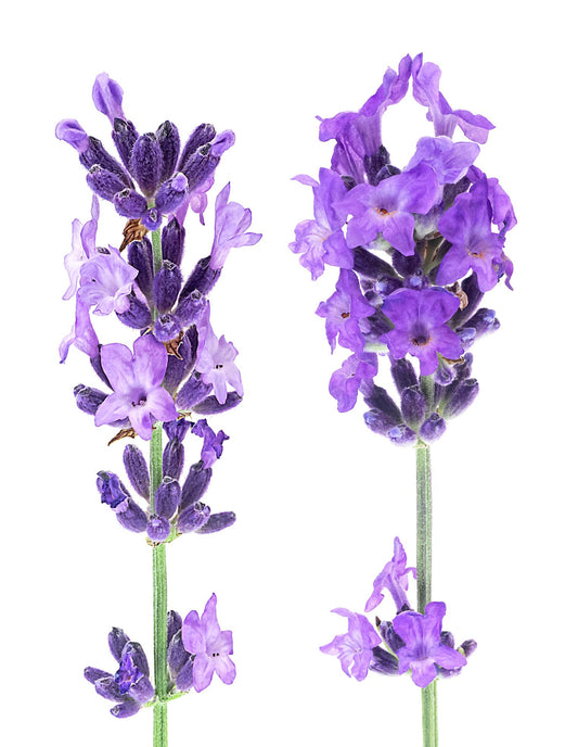 Lavandula × Pedunculata ‘Sensation Lavish Double Rose’ (Lavish Double Rose Lavender)