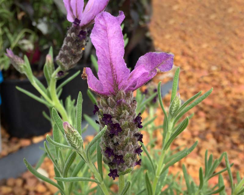 Lavandula Pedunculata ‘Sensation Purple’