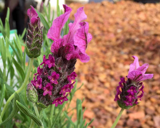Lavandula Pedunculata ‘Sensation Purple’