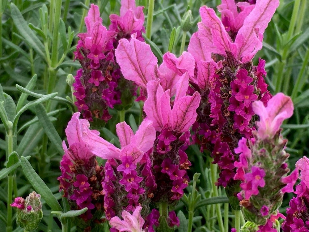 Lavandula Pedunculata 'Sensation Rose' (Sensation Rose Lavender)