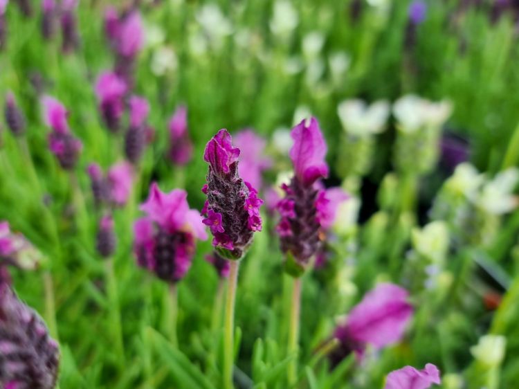 Lavandula Pedunculata 'Sensation Rose' (Sensation Rose Lavender)
