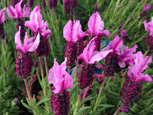 Lavandula Pedunculata 'Sensation Rose' (French Lavender)