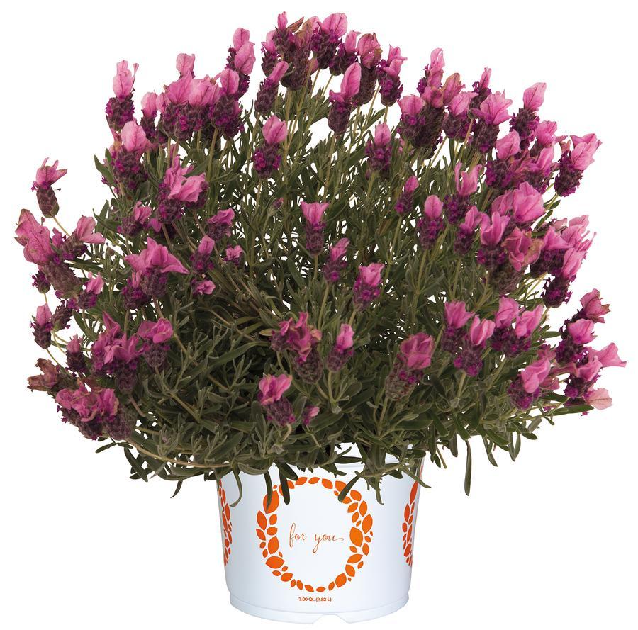 Lavender Lavandula LaDiva Papillon Berry Beautiful