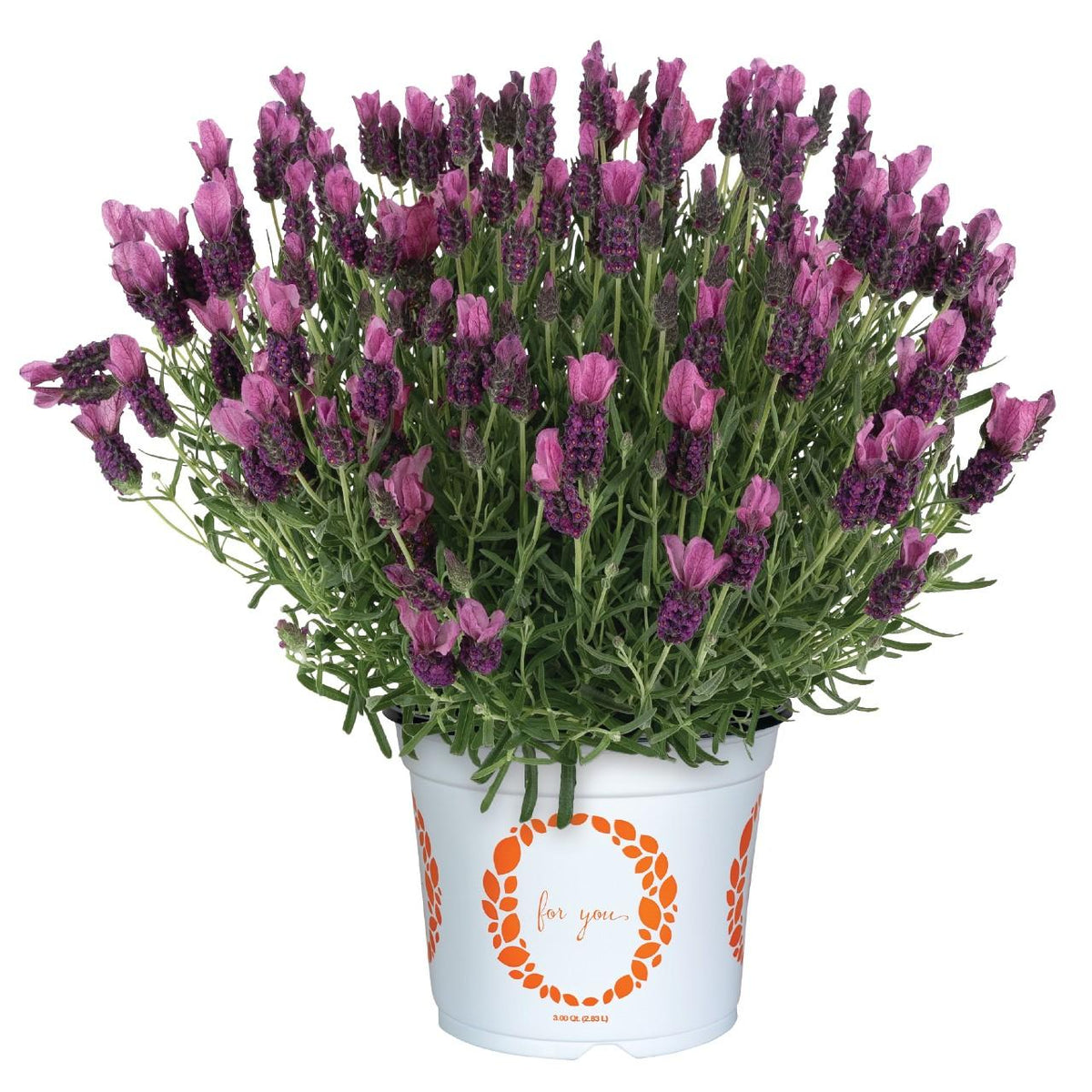 Lavender Lavandula LaDiva Papillon Deep Rose
