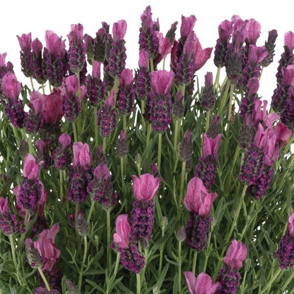 Lavender Lavandula LaDiva Papillon Deep Rose
