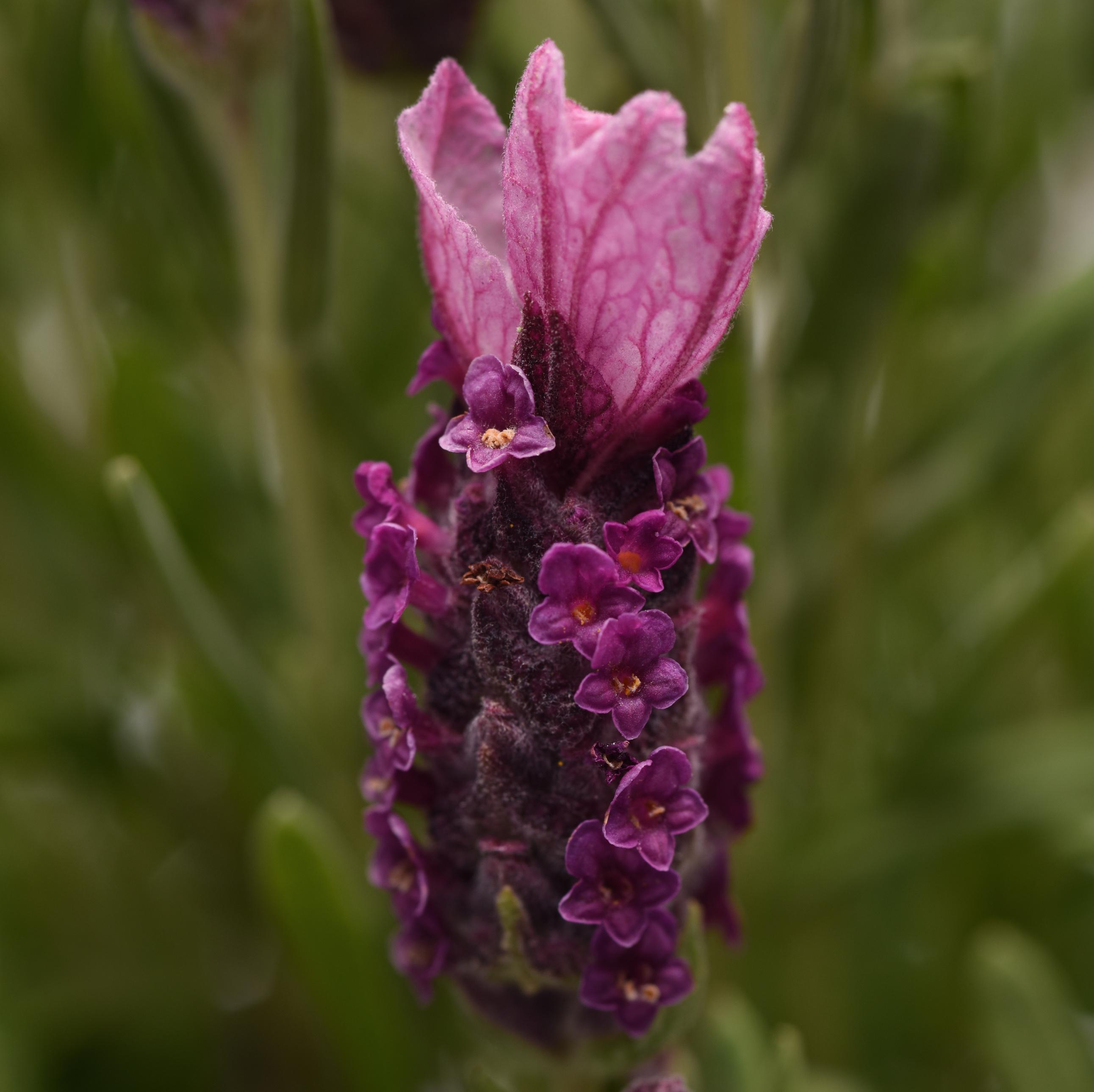 Lavender Lavandula LaDiva Papillon Deep Rose