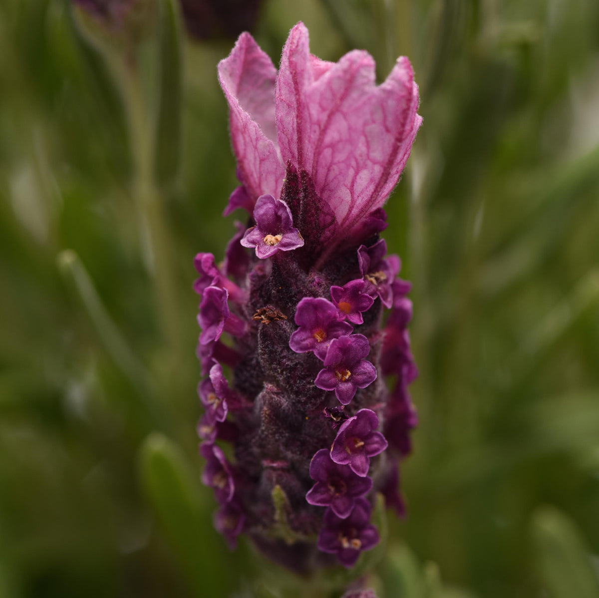 Lavender Lavandula LaDiva Papillon Deep Rose