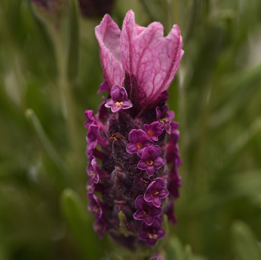 Lavender Lavandula LaDiva Papillon Deep Rose