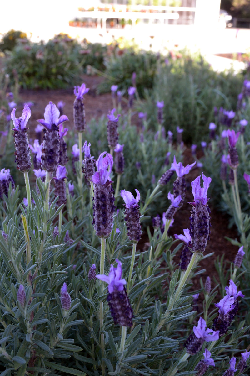 Lavandula Pedunculata 'Sensation Purple' (French Lavender)