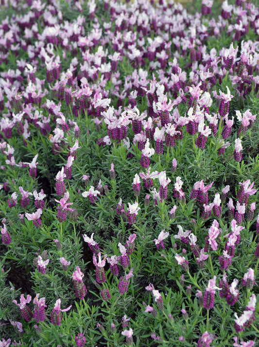 Lavandula Pedunculata 'Sensation Pink' (French Lavender)
