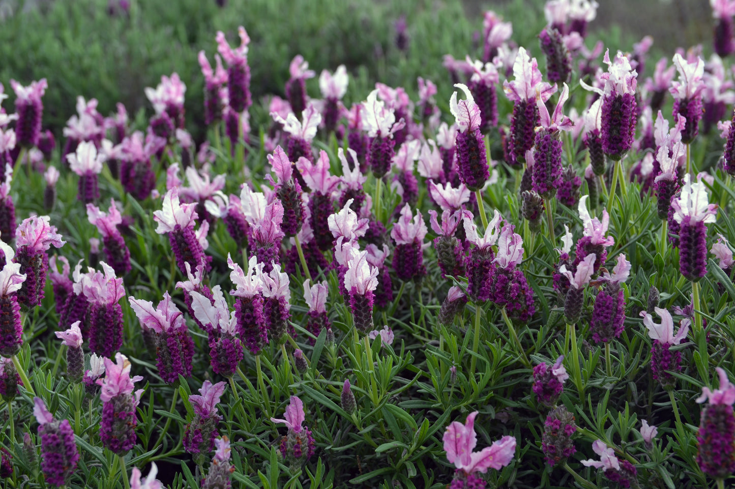 Lavandula Pedunculata 'Sensation Pink' (French Lavender)
