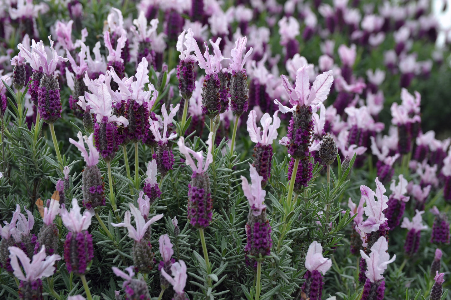 Lavandula Pedunculata 'Sensation Pink' (French Lavender)