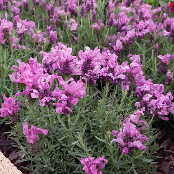 Lavandula 'Lavish™ Double Rose' (Lavender)