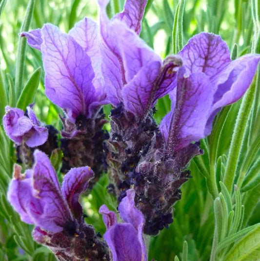 Lavandula Pedunculata 'Sensation Purple' (French Lavender)