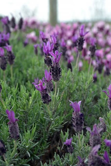 Lavandula Pedunculata 'Sensation Purple' (French Lavender)