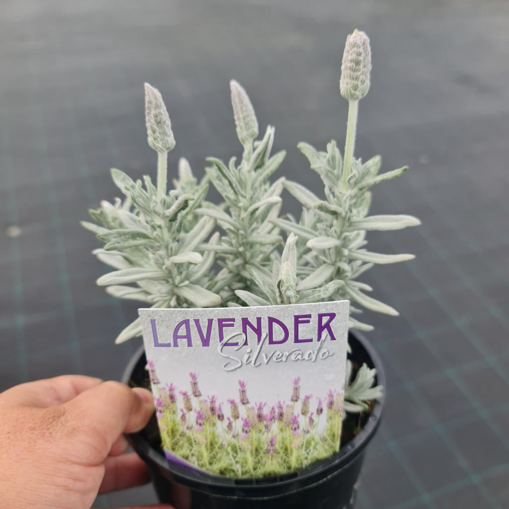 Lavandula Hybrida ‘Silverado’ (Lavender)
